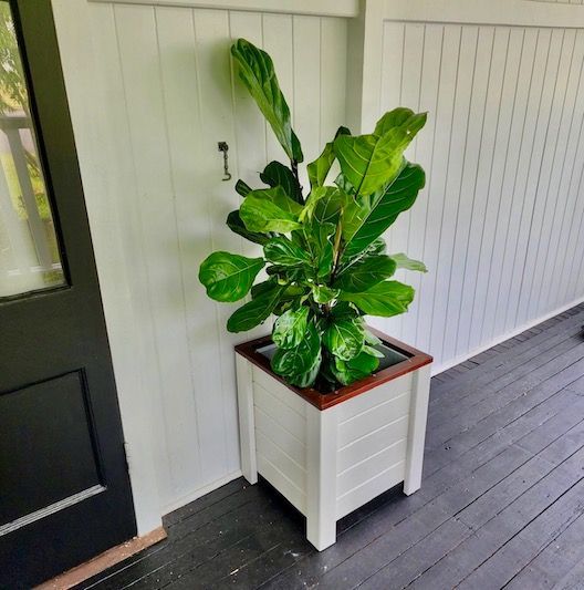 Potted green plant in a white planter on a dark porch beside a black door