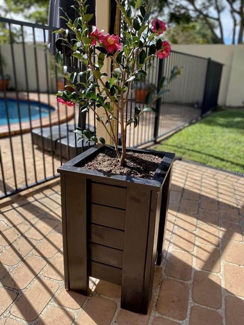 Potted flowering shrub in a tall wooden planter on a sunny patio near a pool and fence