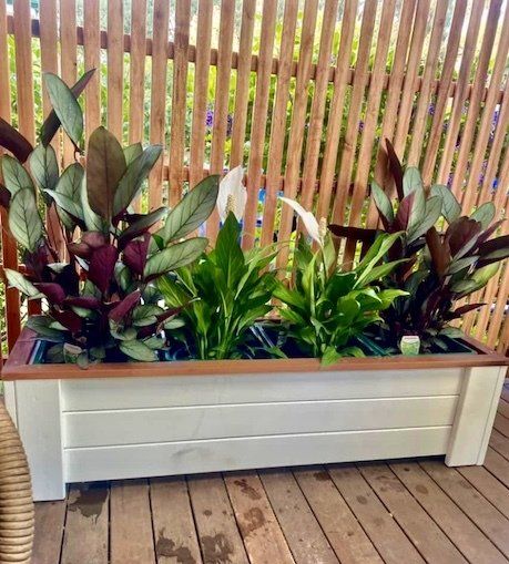 White planter box with green and burgundy plants on a wooden deck beside a slatted fence