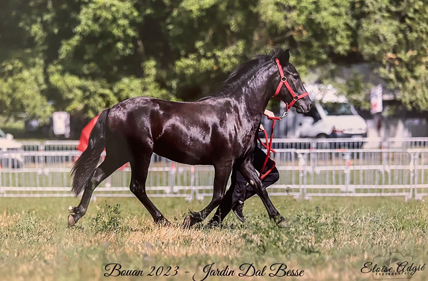 Cheval noir, robe brillante, mené sur l'herbe avec un licol rouge, lors d'un concours.