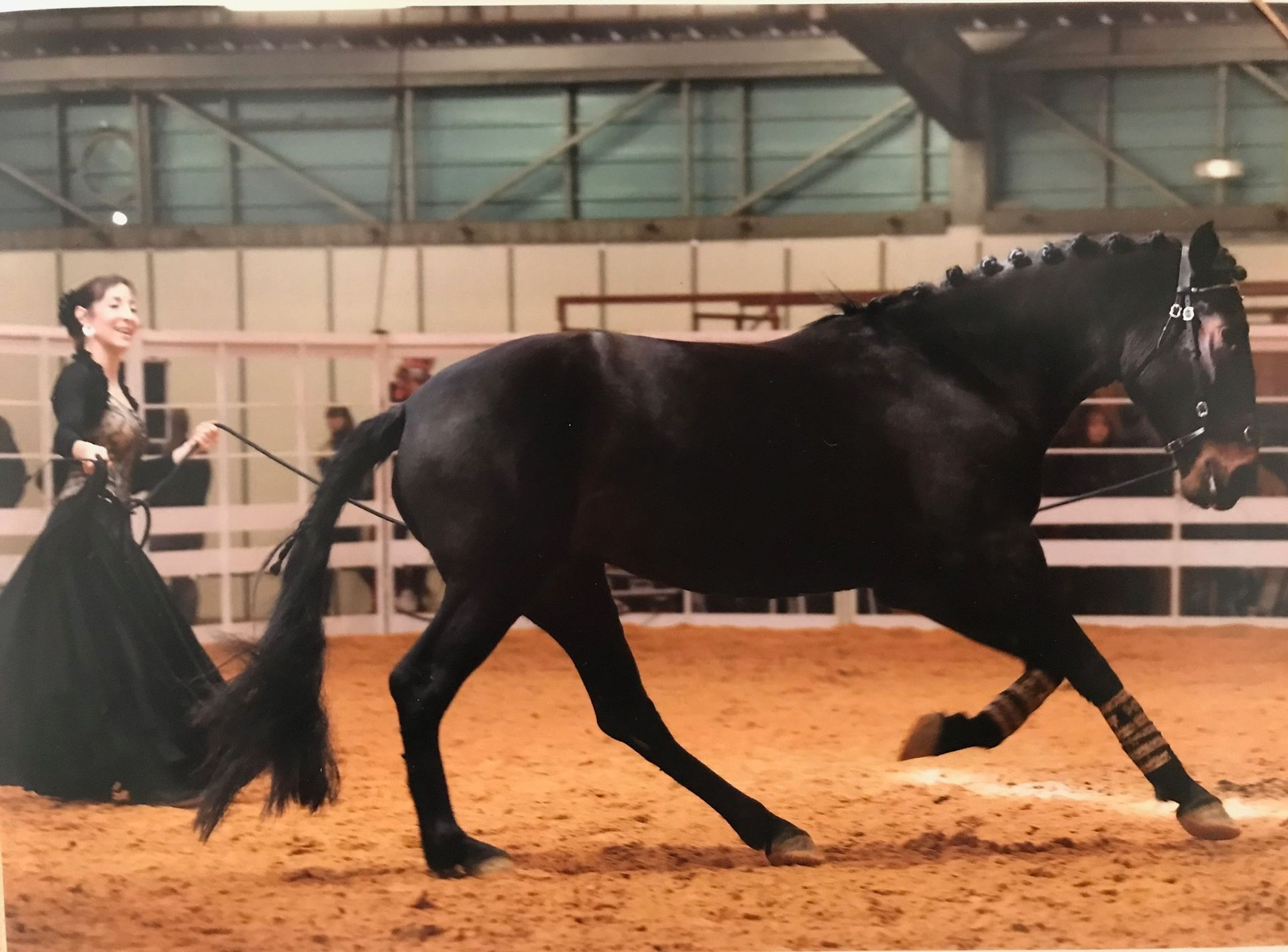 Une femme en robe noire mène un cheval noir au trot dans un manège couvert, portant des bandes aux jambes.