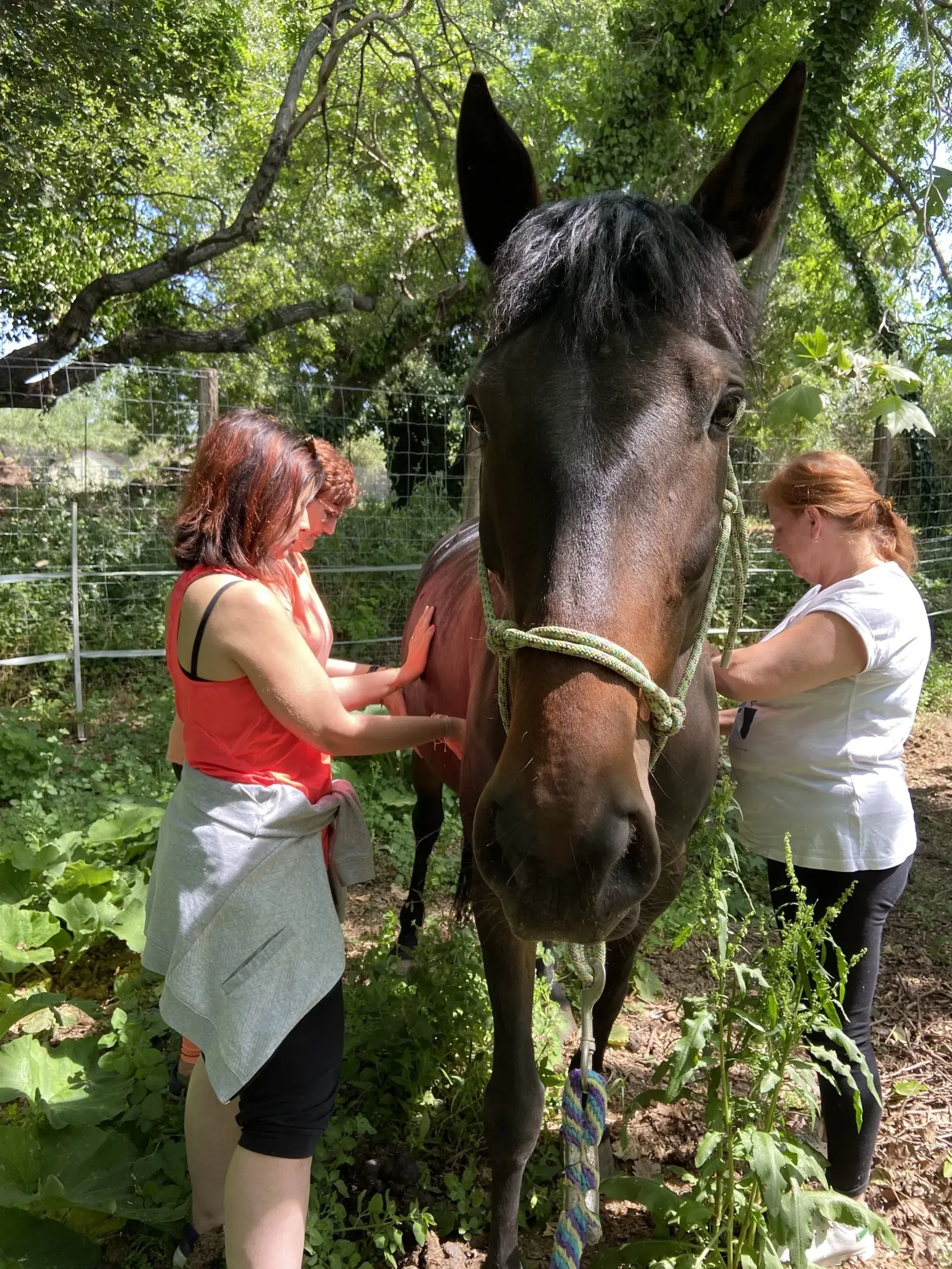 Deux personnes brossent un cheval brun à l'extérieur. La lumière du soleil filtre à travers les arbres.