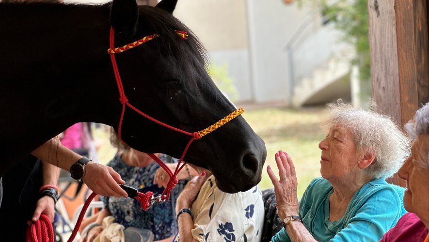 Un cheval noir interagit avec une femme âgée, en extérieur. La femme touche le museau du cheval.