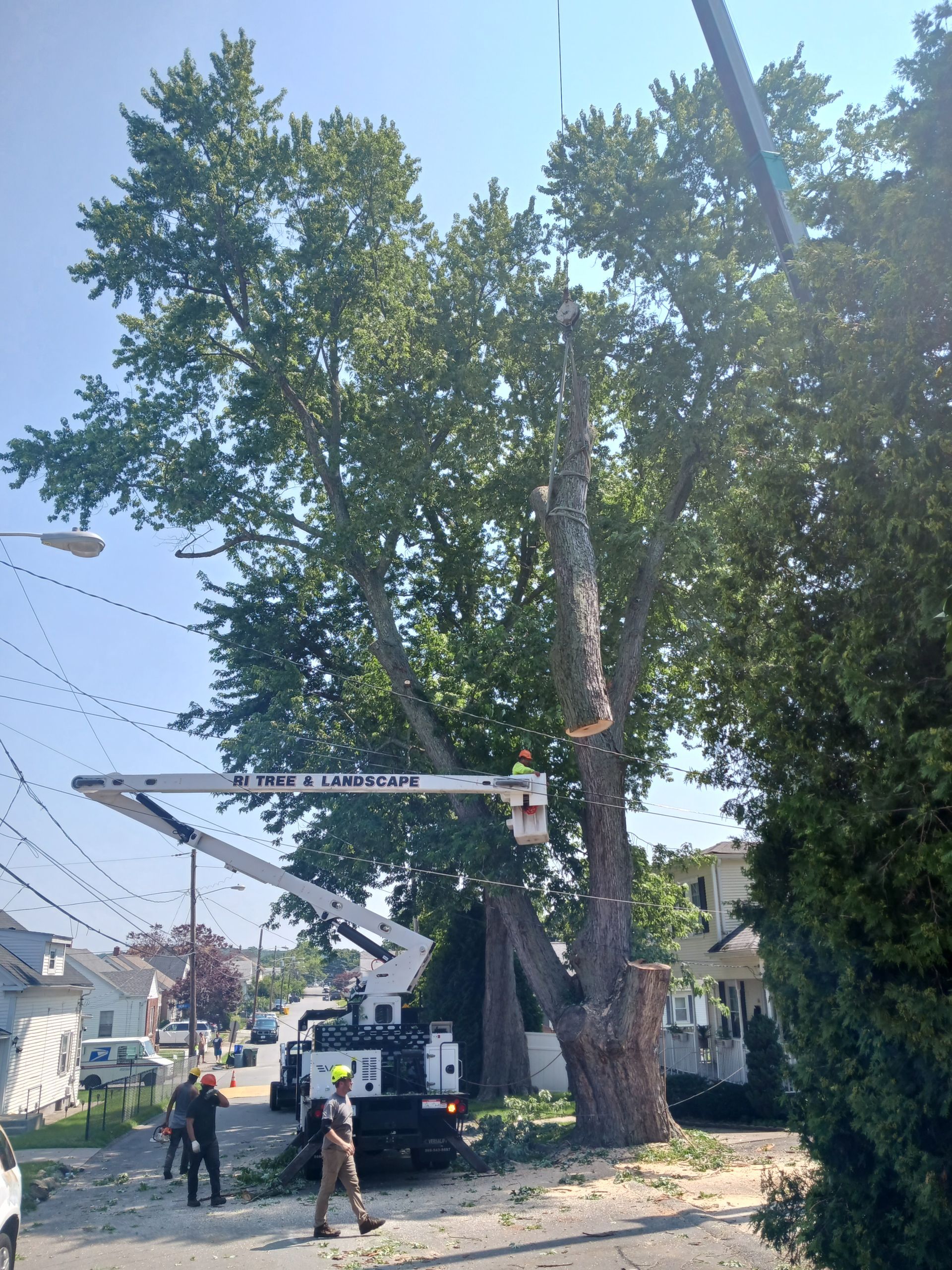 A man is cutting a tree with a crane.