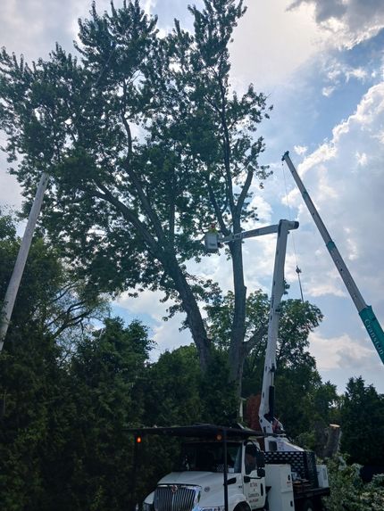 a sepe tree service worker removing a tree in RI