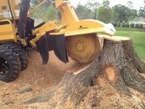 sepe tree service stump grinder removing a stump in RI