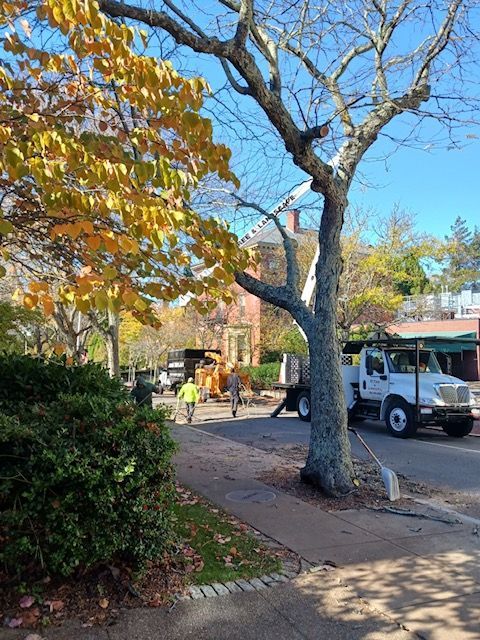 A white truck is parked on the side of the road next to a tree.