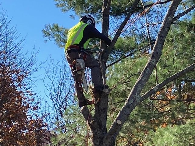 A man is climbing a tree with a chainsaw.