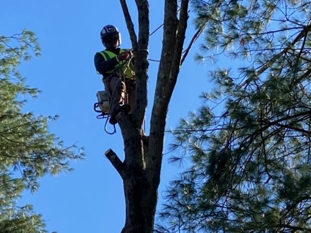 A man is climbing a tree with a chainsaw.