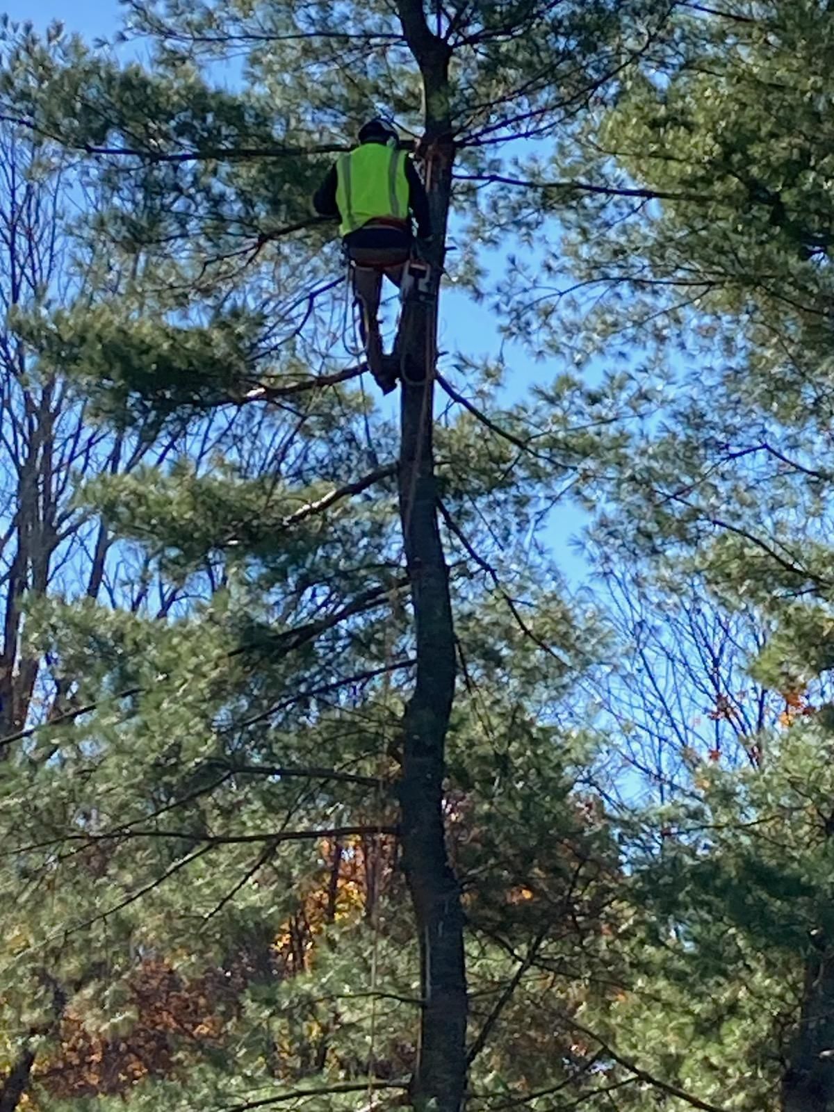 A man is climbing a tree with a chainsaw.