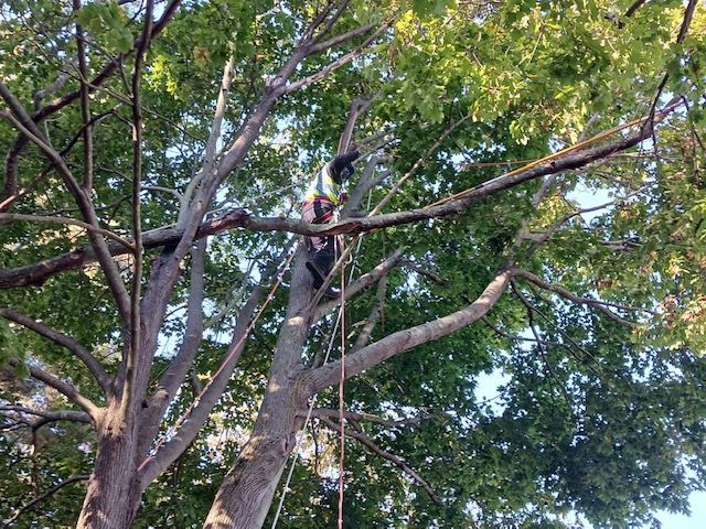 A man is climbing a tree with a chainsaw.