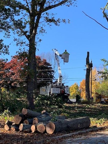 sepe tree service worker doing a tree removal service in RI