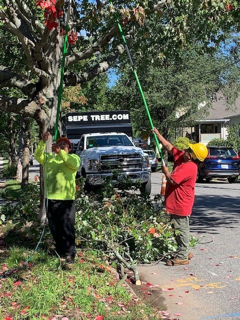 Two men are working on a tree in front of a sepe tree truck