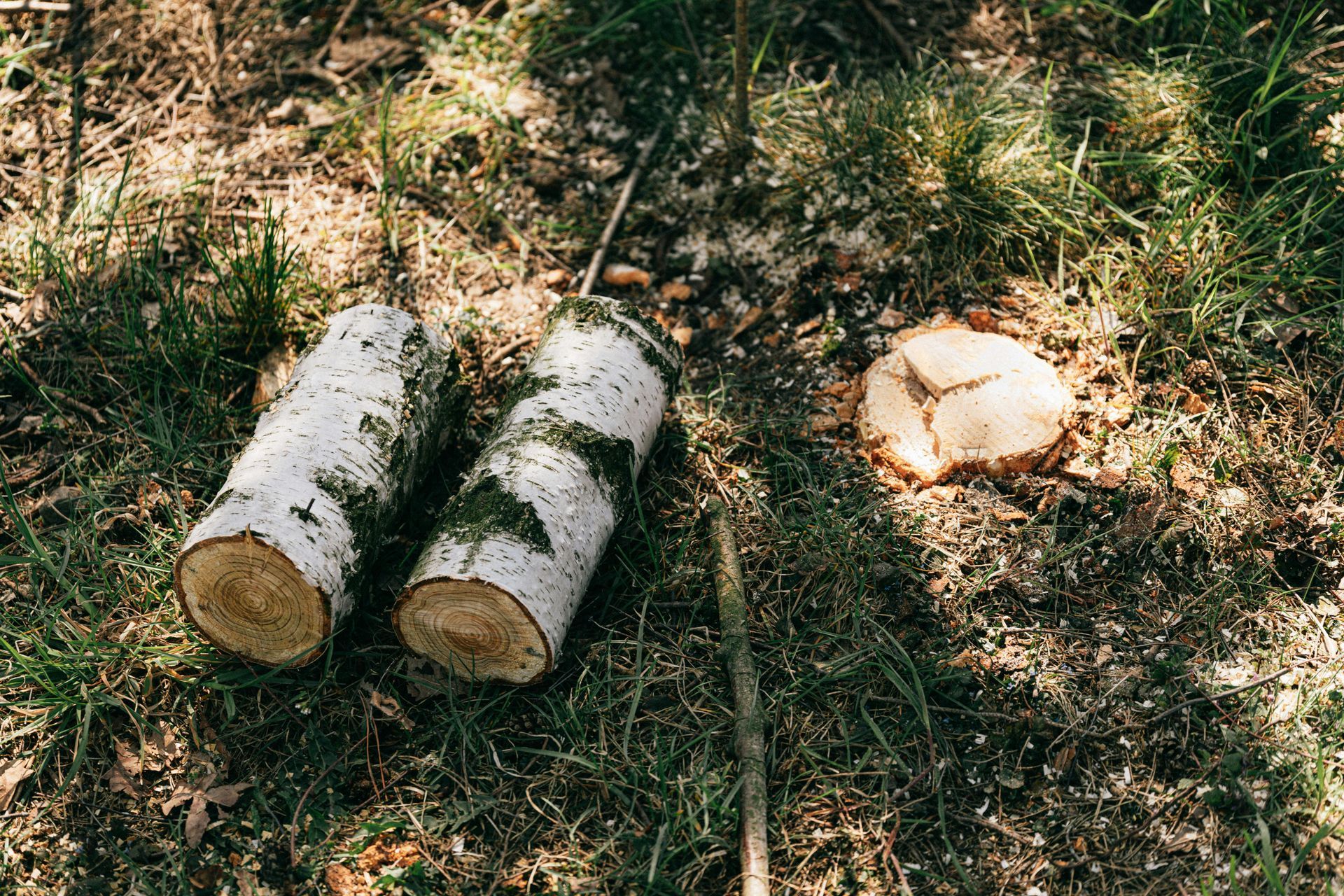 Two birch logs on the forest floor.