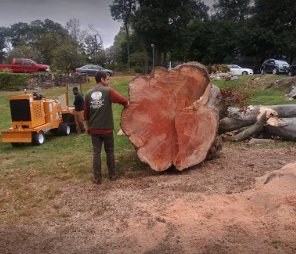A man is standing next to a large tree stump.