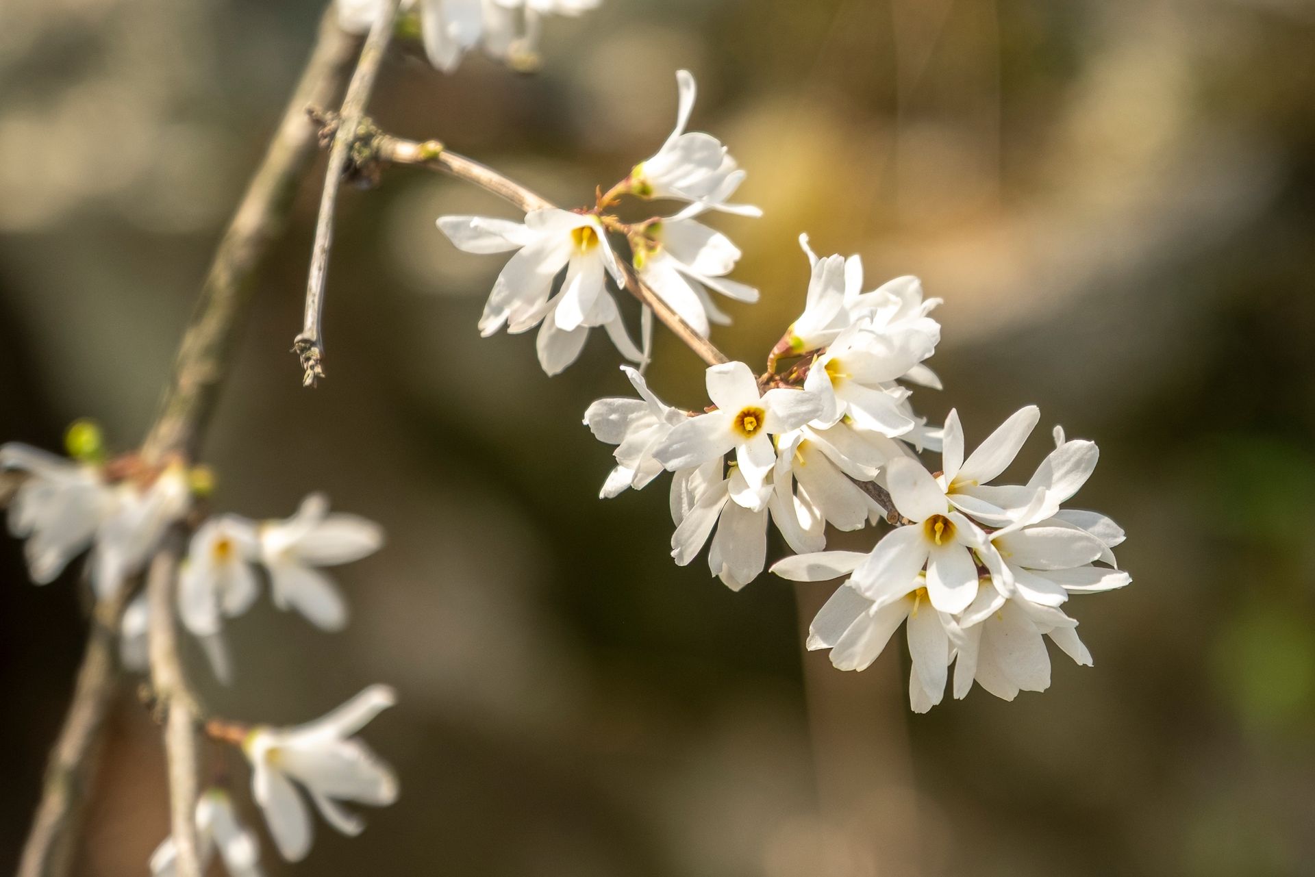 White flowers blooming on a thin branch against a blurred natural background.