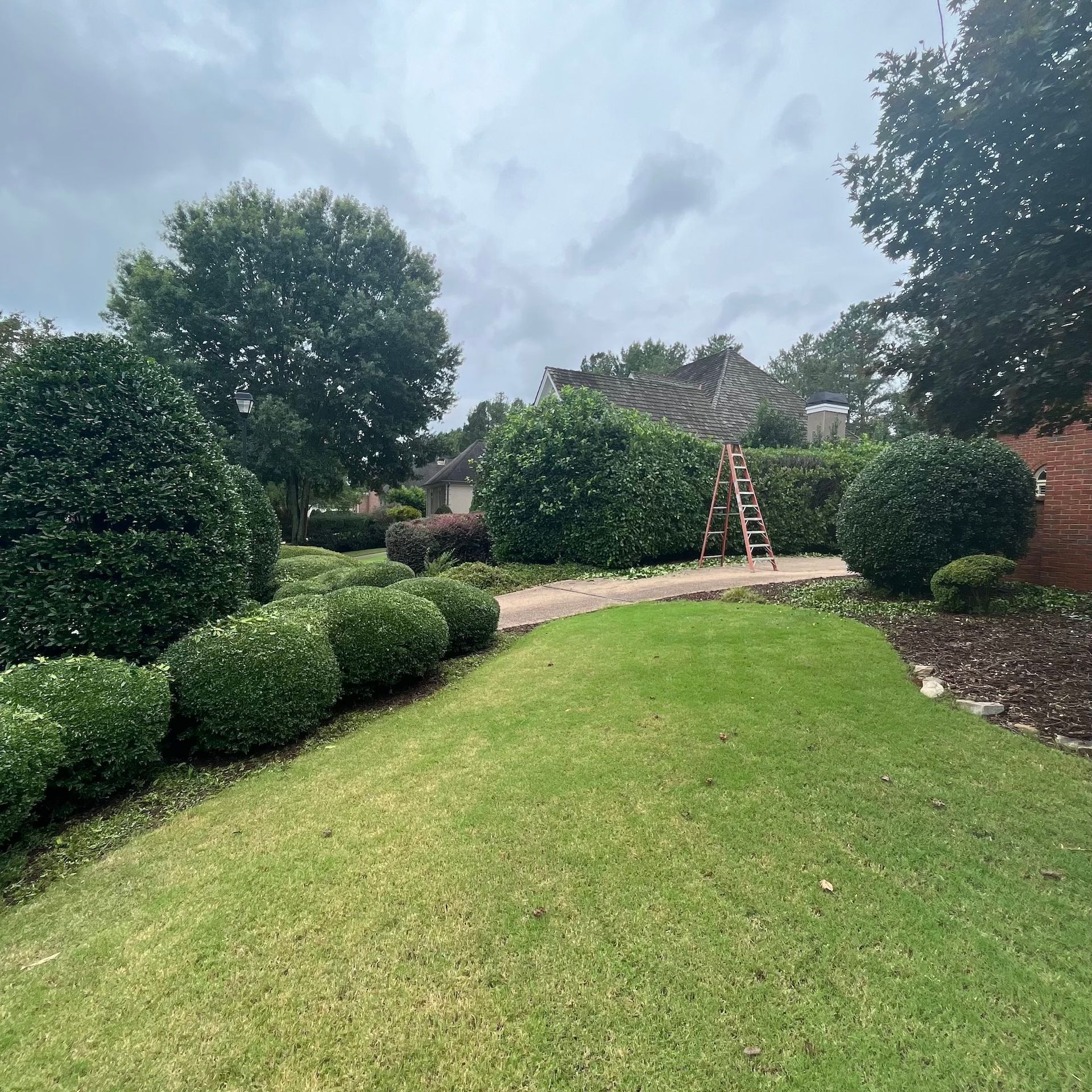 A ladder is sitting in the middle of a lush green yard.