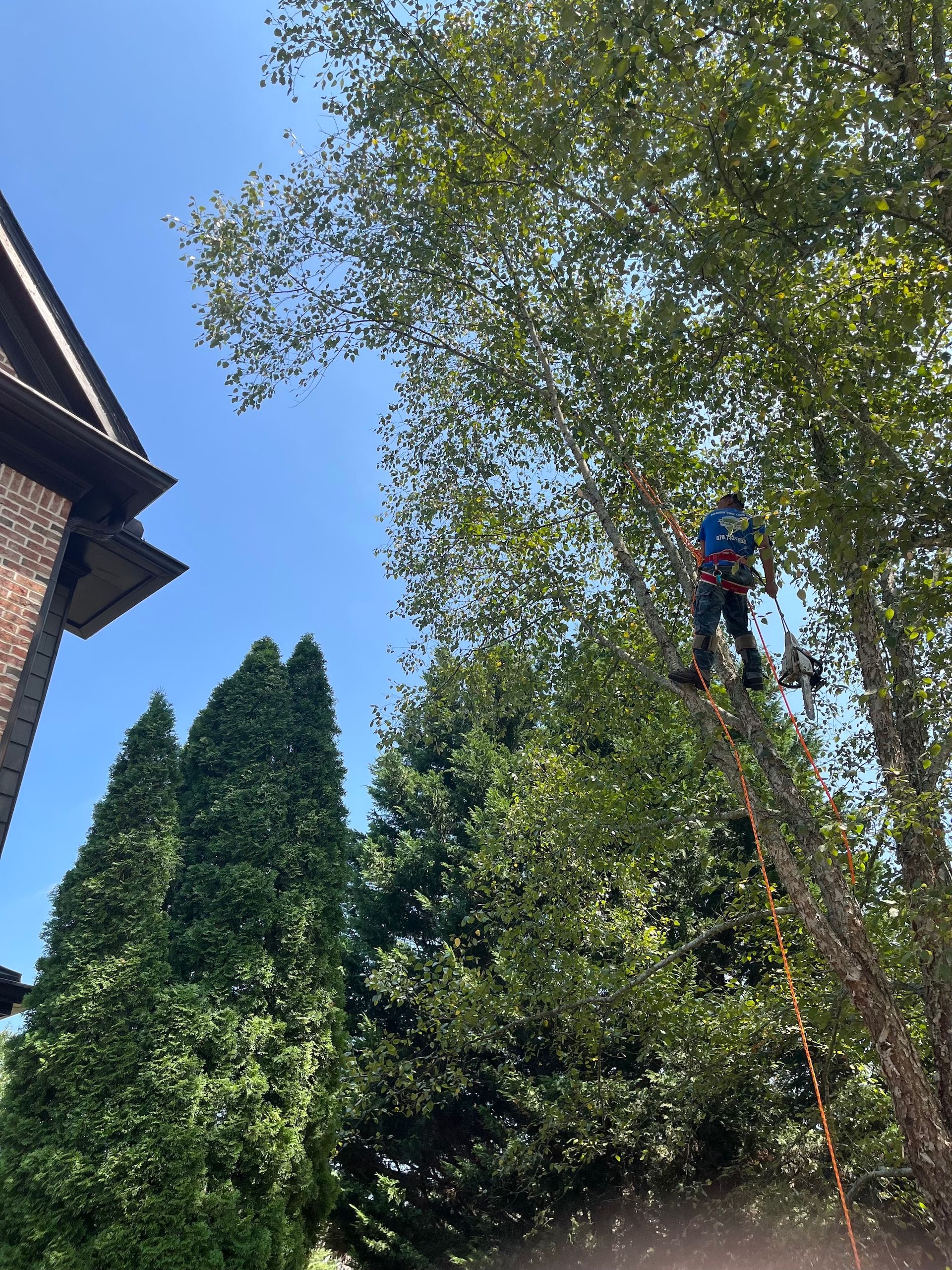 A man is climbing a tree in front of a house.