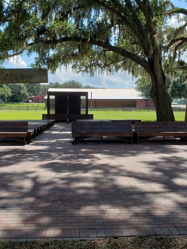 A row of benches under a tree with spanish moss hanging from it