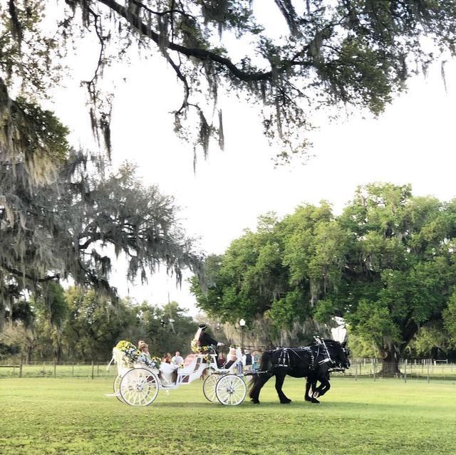 A horse drawn carriage is driving through a grassy field