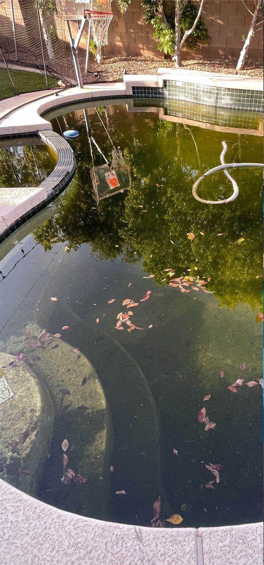 A neglected backyard swimming pool filled with murky green water, scattered leaves, and a submerged basketball hoop.