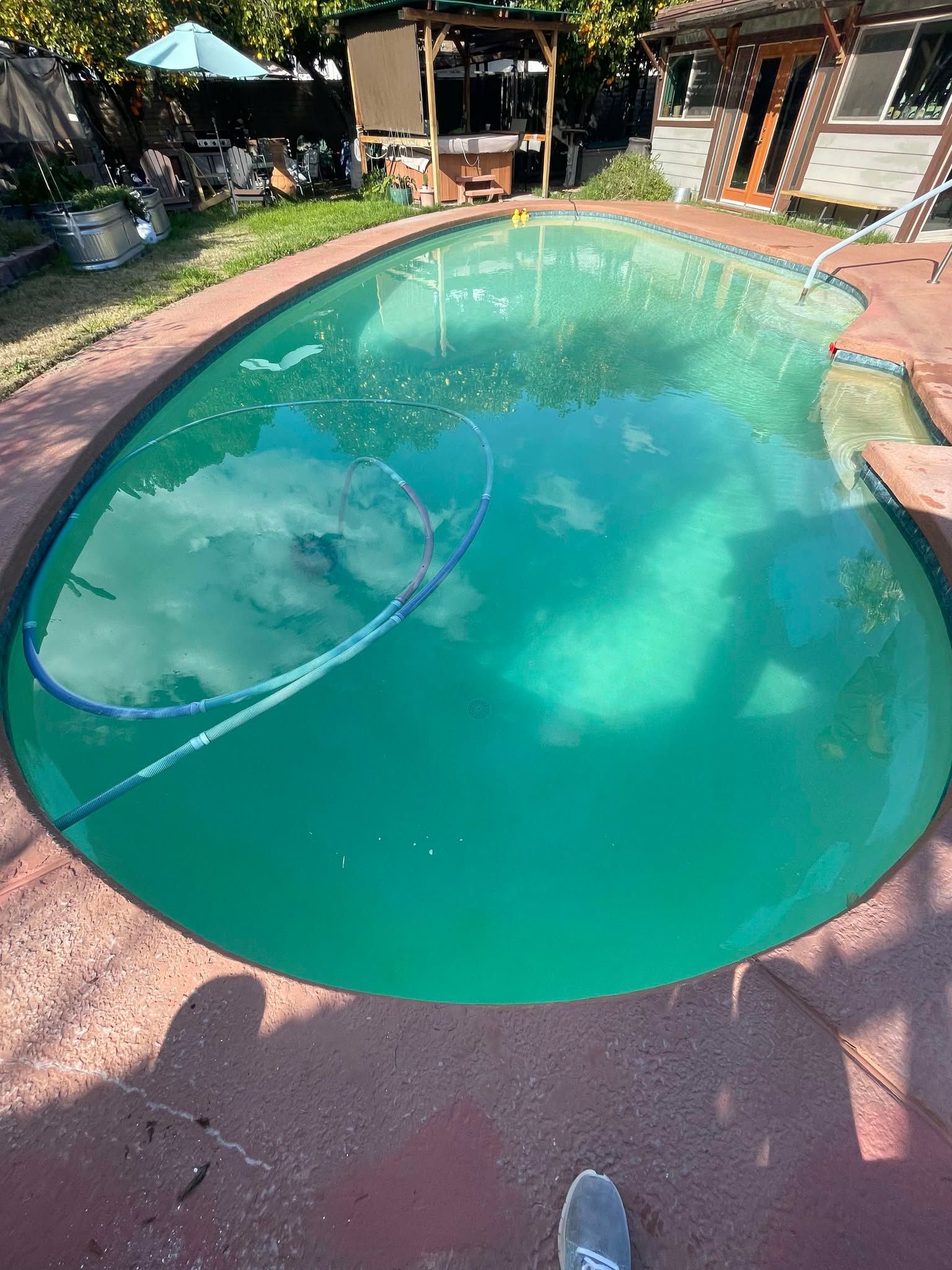 An oval backyard swimming pool with green water and a pool vacuum hose, surrounded by a red concrete deck.