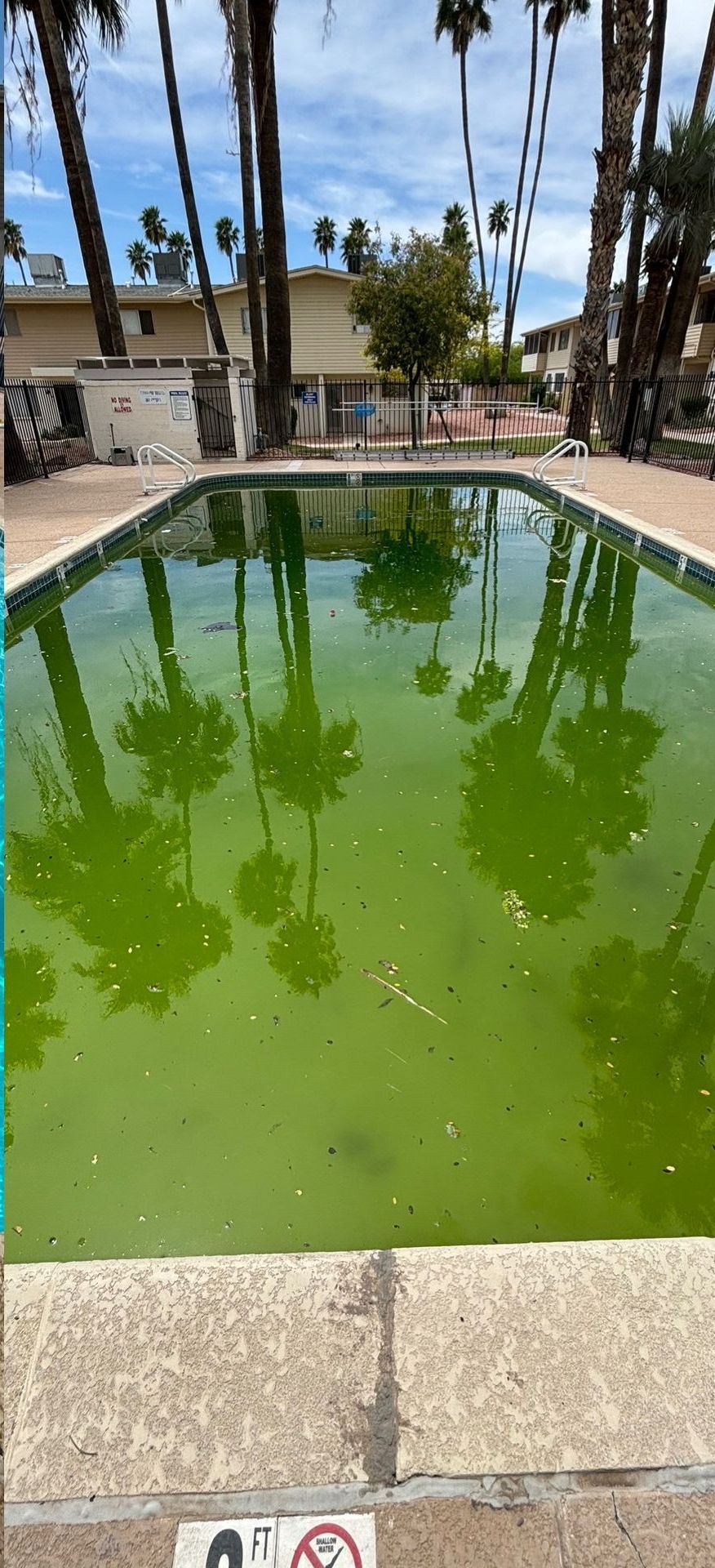 A green, murky, neglected swimming pool surrounded by palm trees and apartment buildings.