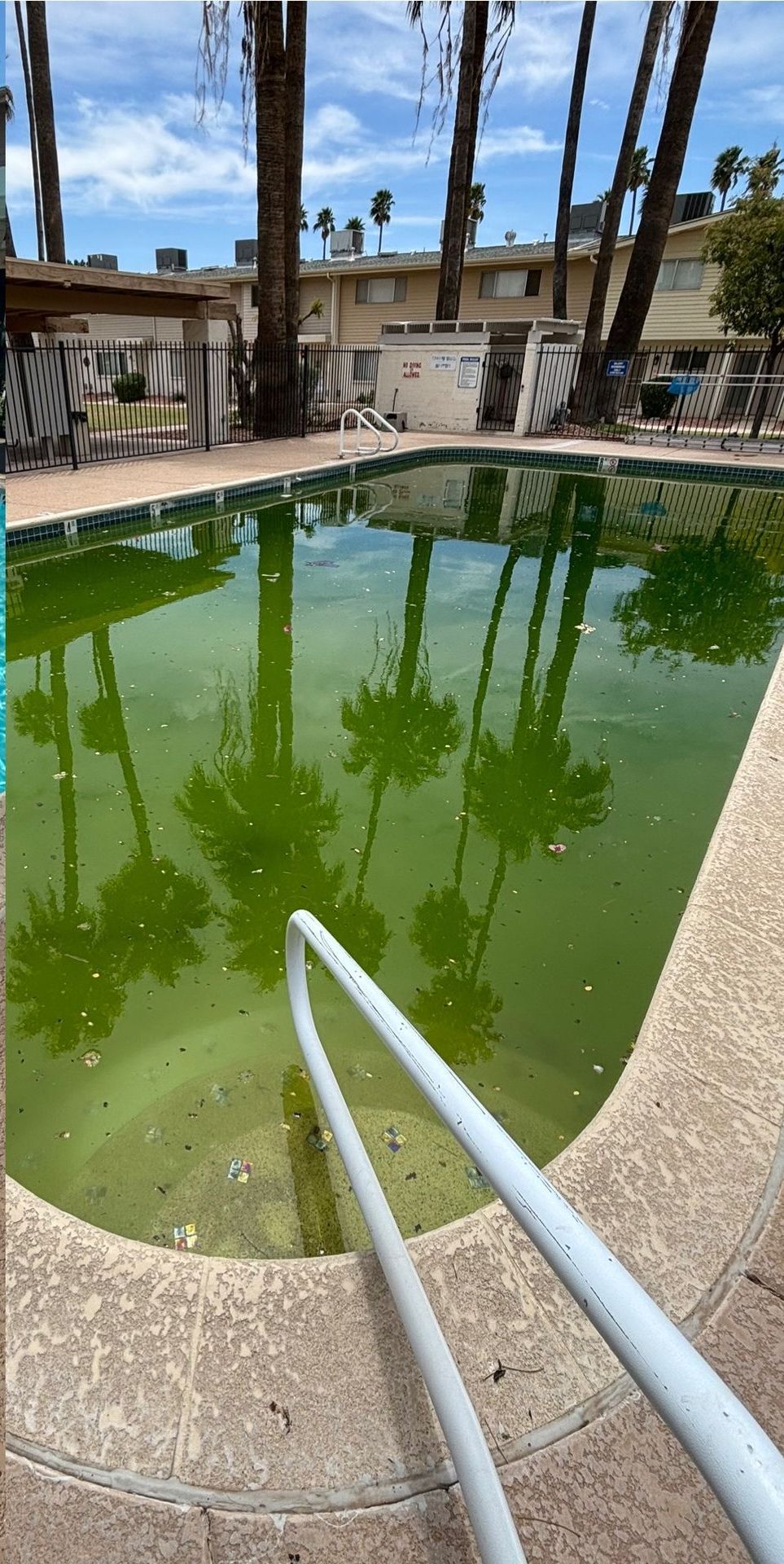 An outdoor rectangular pool filled with stagnant, bright green algae water, surrounded by palm trees and a building.