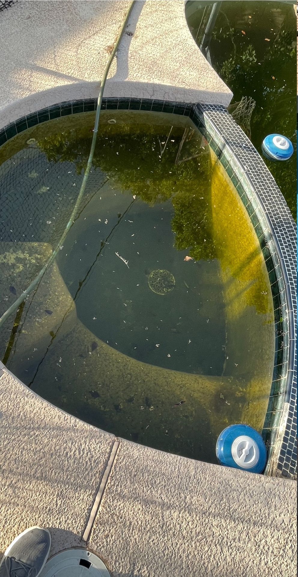 A small, green, algae-filled hot tub connected to a swimming pool, viewed from a high angle.
