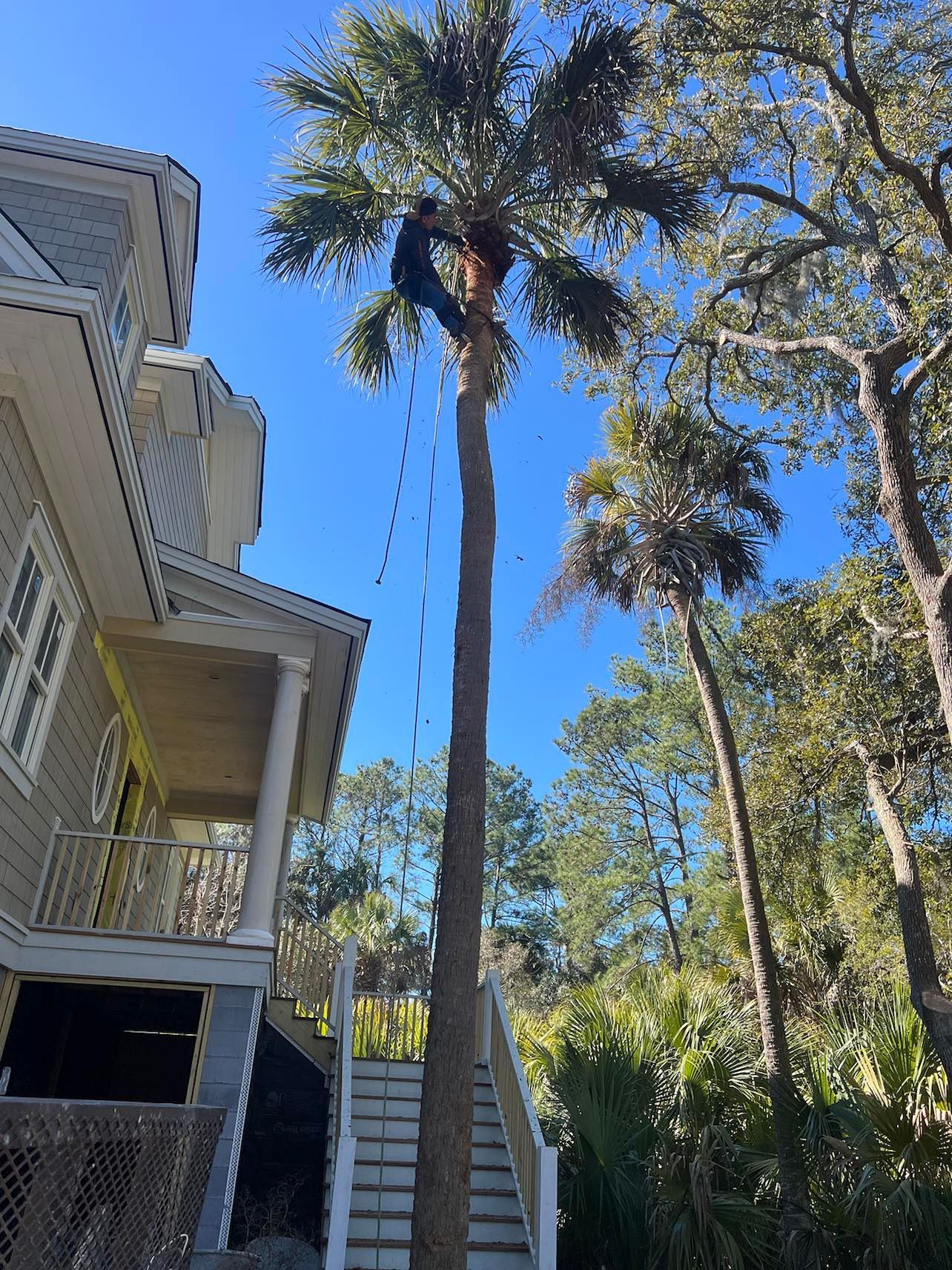 A large tree is being cut down in front of a house.