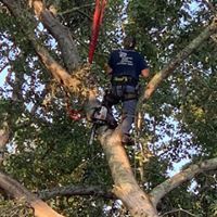 A man is climbing a tree with a chainsaw.
