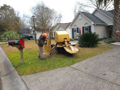 A man in a crane is cutting a tree.