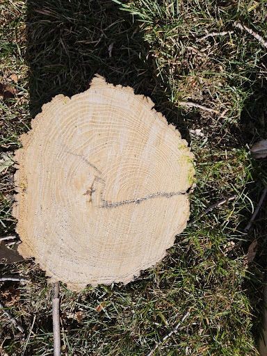 Freshly cut tree stump surrounded by grass and moss, viewed from above