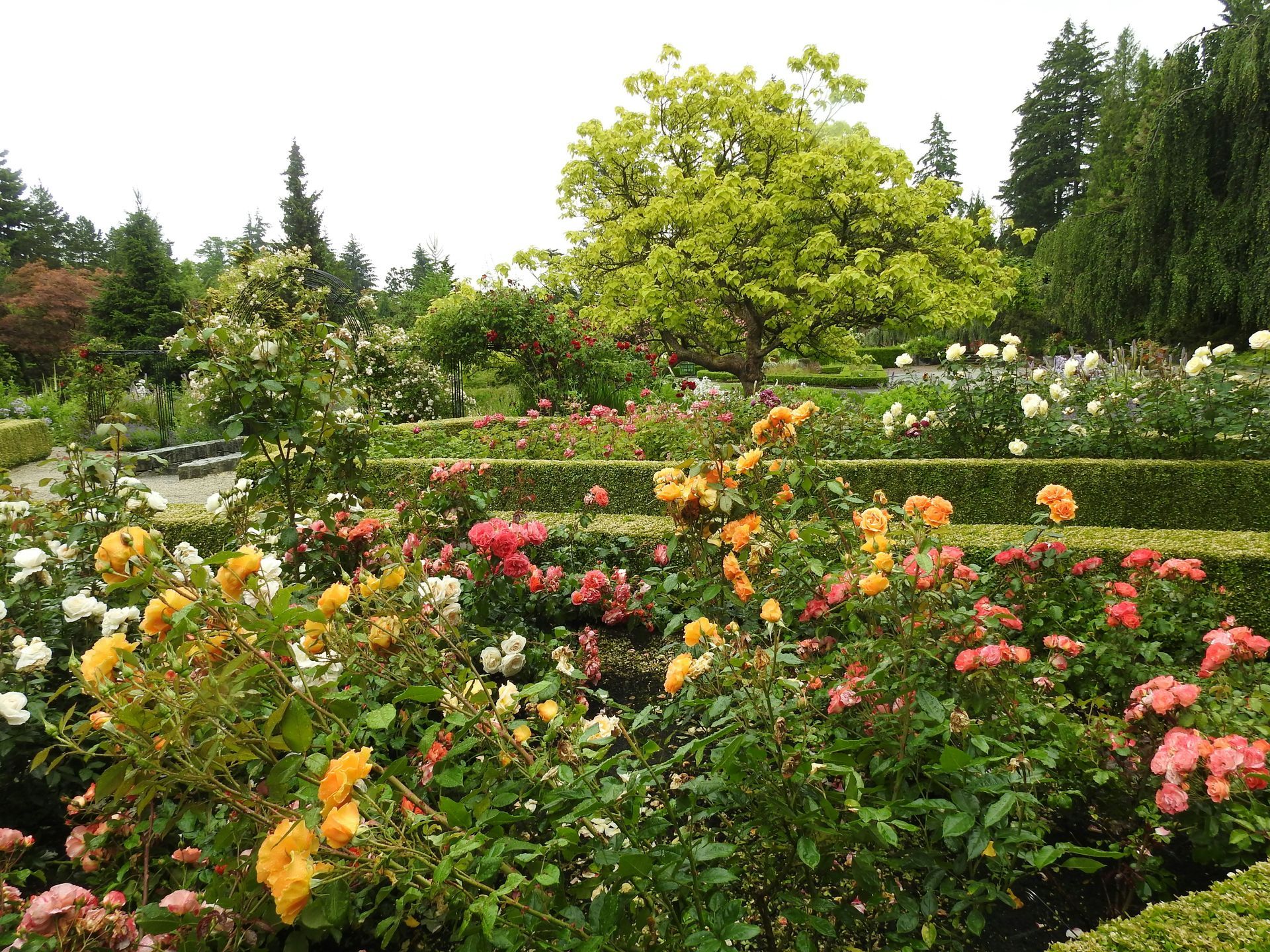 Colorful rose garden in bloom with pink, yellow, and orange flowers under leafy green trees