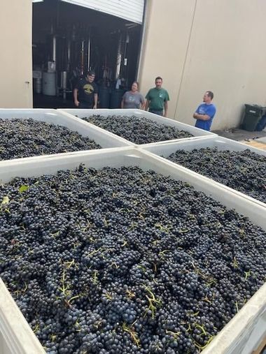 Large bins filled with dark grapes in a processing warehouse, with a few people standing in the background.