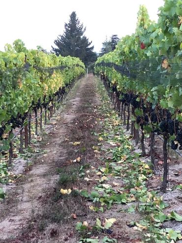 Vineyard rows with grapevines and a dirt path between them under an overcast sky