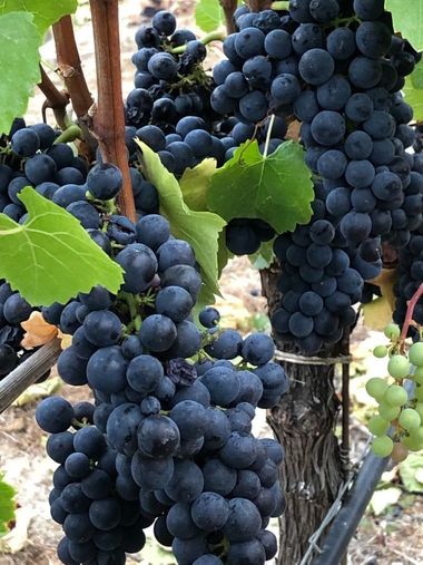 Clusters of dark purple grapes hanging on a vine with green leaves