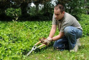 Man Cutting Grass – Archdale, NC – Queen’s Septic Tank Service