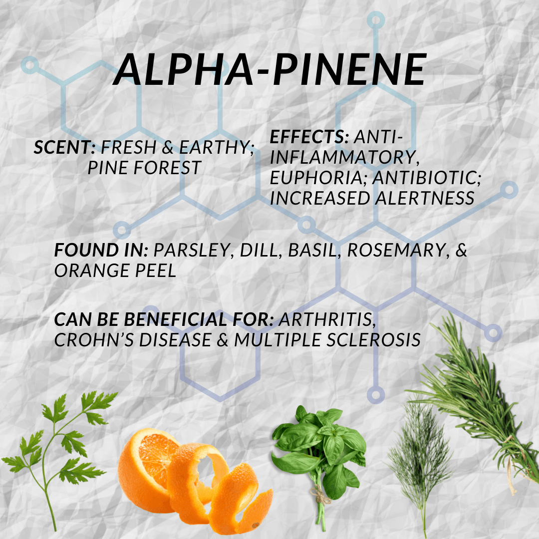 Alpha-Pinene Terpene Characteristics Alpha-Pinene Terpene Characteristics