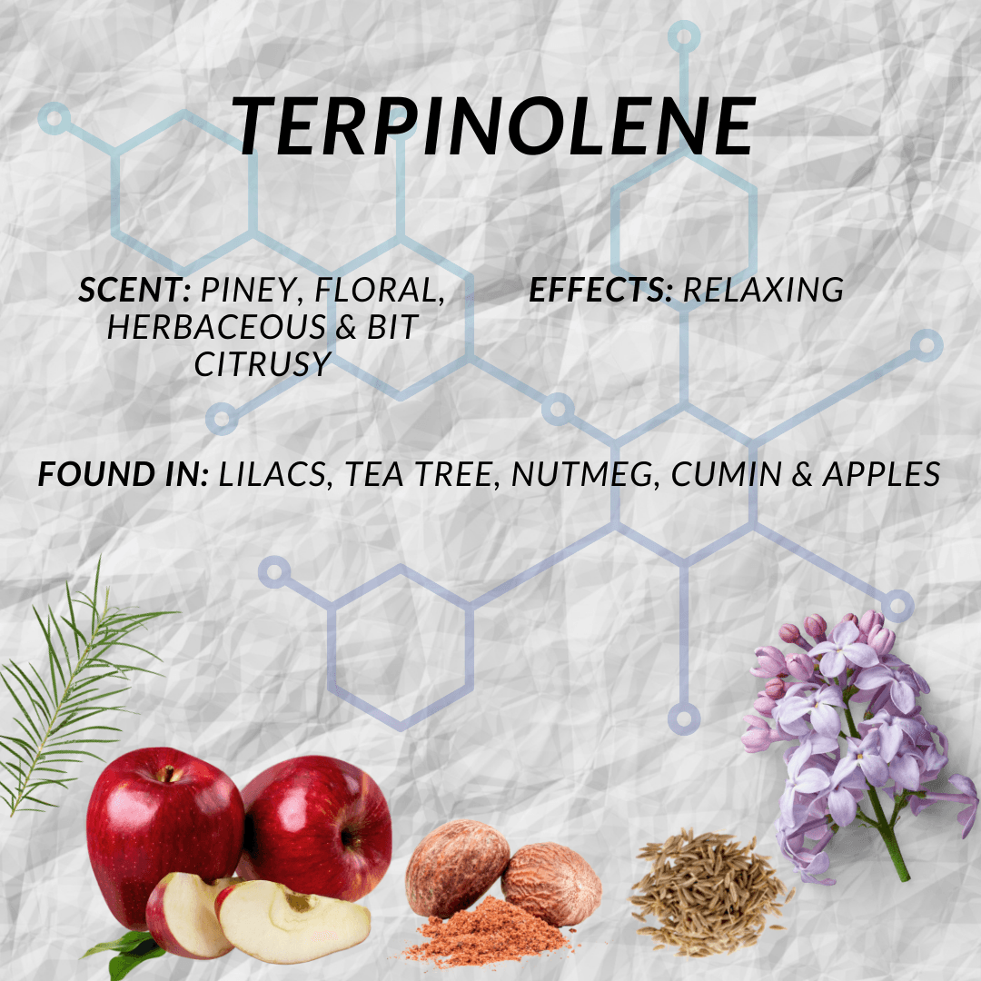 Terpinolene Terpene Characteristics Terpinolene Terpene Characteristics