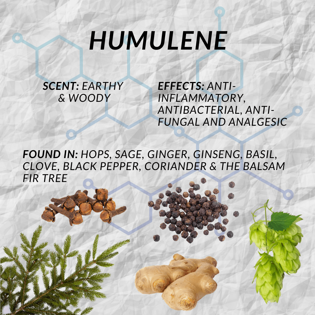 Humulene Terpene Characteristics Humulene Terpene Characteristics