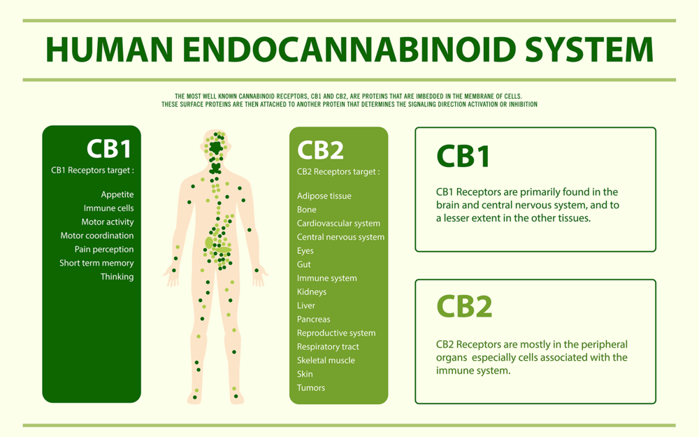 Endocannabinoid System Diagram