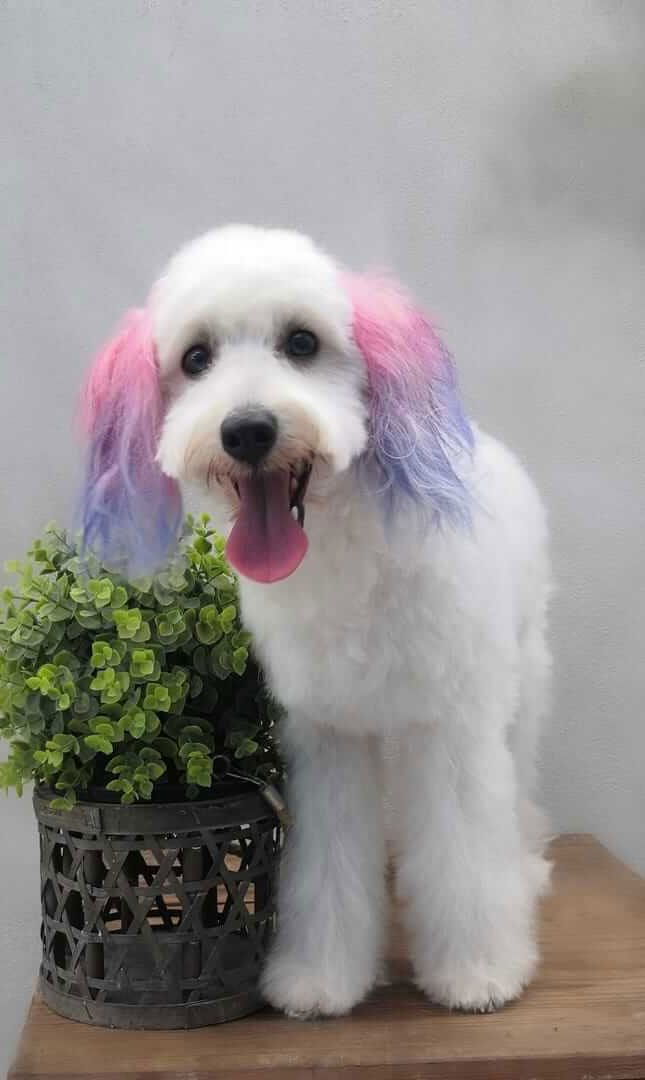 Estética y Hospedaje Canino Konnichguau - Cortes creativos para perros Estética y Hospedaje Canino Konnichguau - Cortes creativos para perros