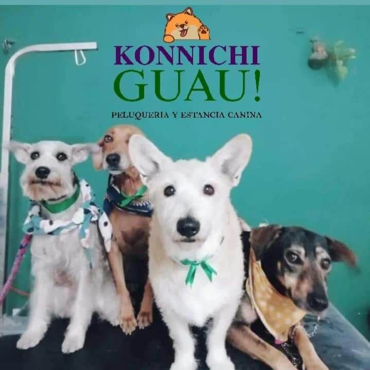 Estética y Hospedaje Canino Konnichguau - Habitación climatizada
