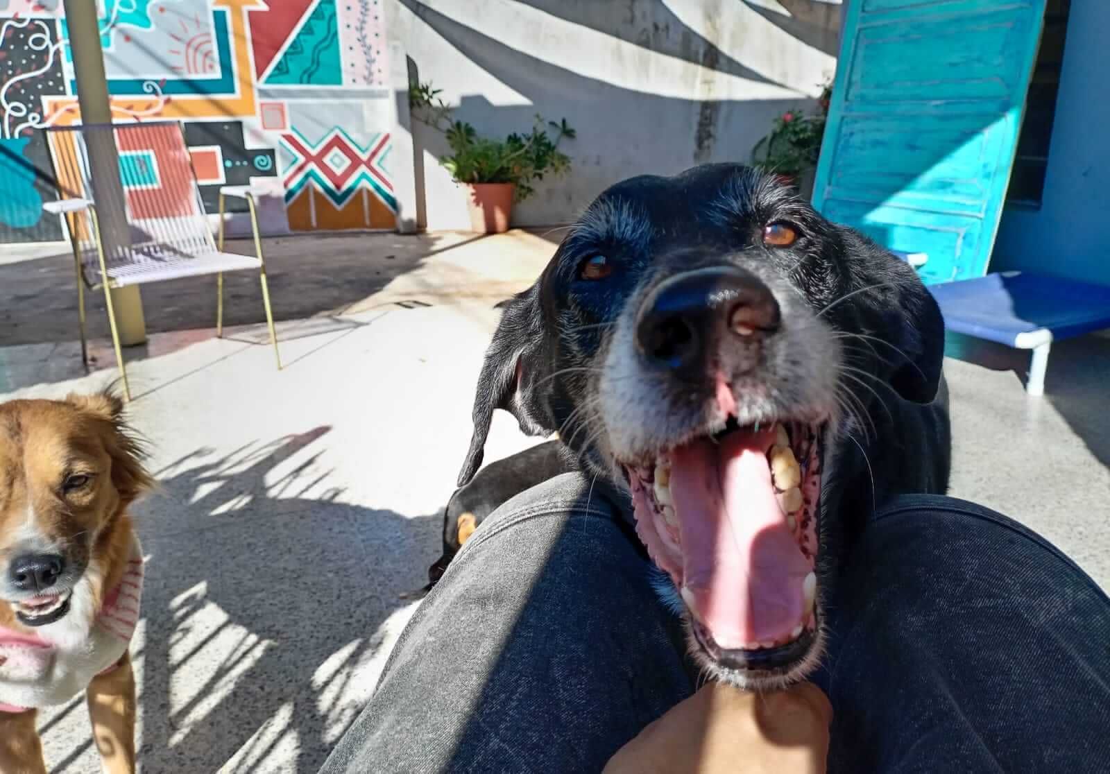 Estética y Hospedaje Canino Konnichiguau - Corte de pelo para perros con tijera Estética y Hospedaje Canino Konnichiguau - Corte de pelo para perros con tijera