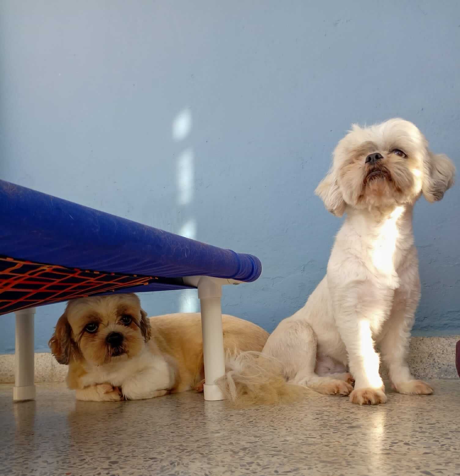 Estética y Hospedaje Canino Konnichguau - Hotel para perros