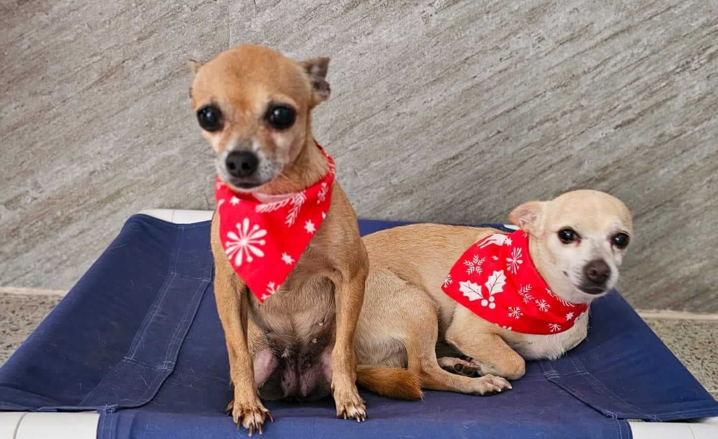 Estética y Hospedaje Canino Konnichguau - Servicio de peluquería canina Estética y Hospedaje Canino Konnichguau - Servicio de peluquería canina