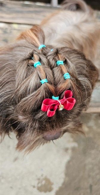 Estética y Hospedaje Canino Konnichguau - Peinados
