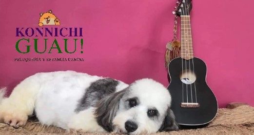 Estética y Hospedaje Canino Konnichguau - Arreglo higiénico