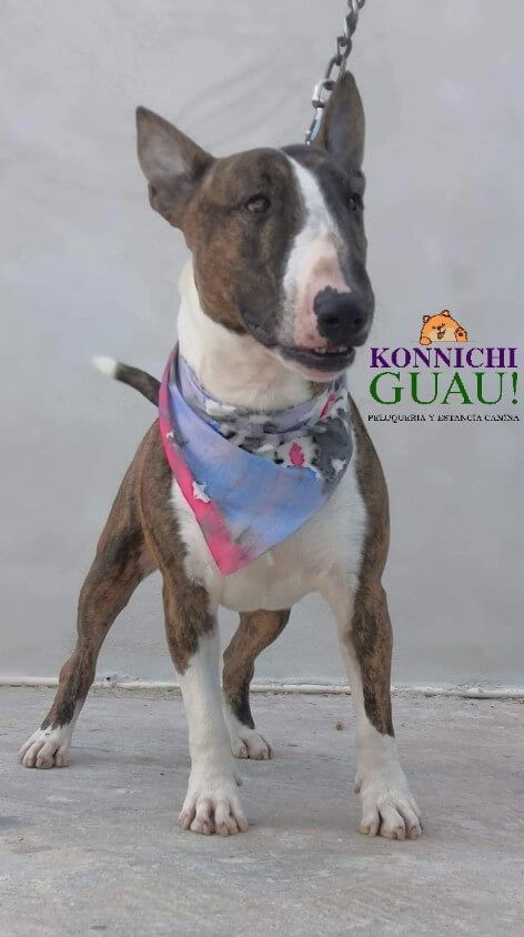 Estética y Hospedaje Canino Konnichguau - Baño